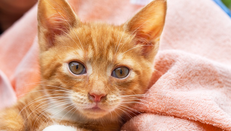 Cute kitten cat in pink towel