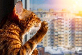 Cat sniffs the spring. Domestic Bengal purebred cat sits on the balcony in the rays of the sunset or dawn sun and warm.