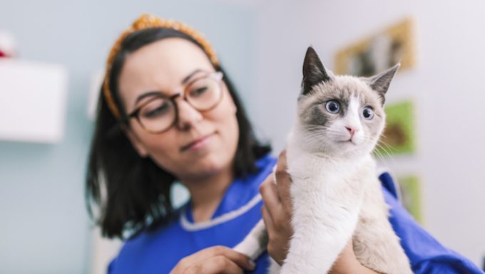 Cytauxzoonosis in Cats: Symptoms, Causes, & Treatments - CatTime