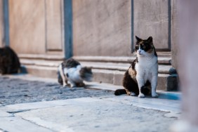 street cats