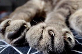 cat claws