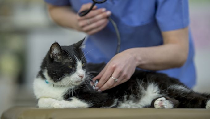 Dilated Cardiomyopathy in Cats: Symptoms, Causes, & Treatments - CatTime