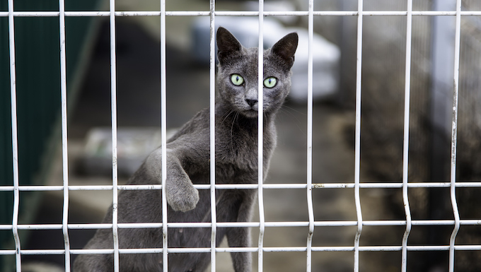 cats in shelters