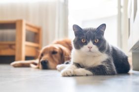 a dog and a cat lying down cats better than dogs