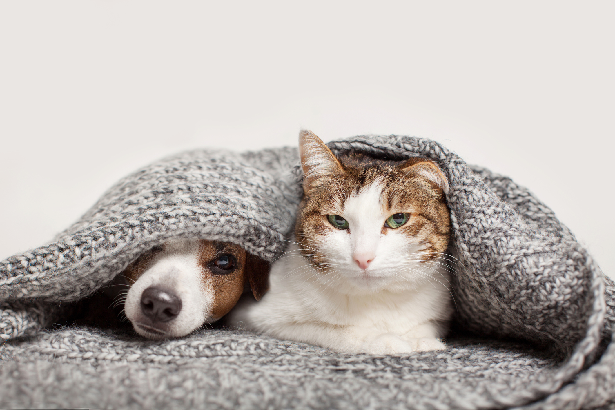 dog and cat under blanket cats are better than dogs