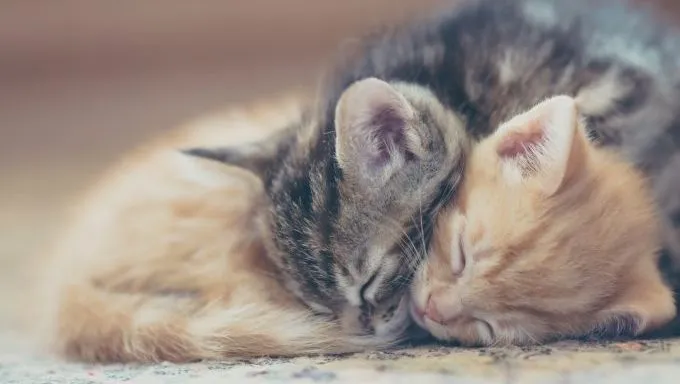 bonded pair of kittens