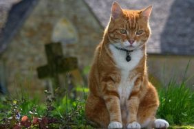 orange cat in front of cross cat names inspired by the bible