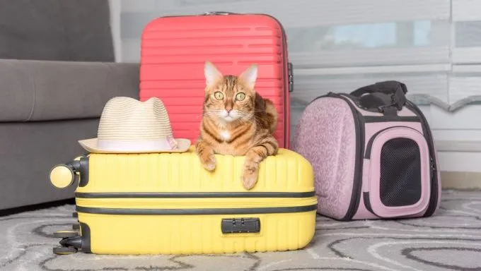 bengal cat on suitcase travel-inspired cat names