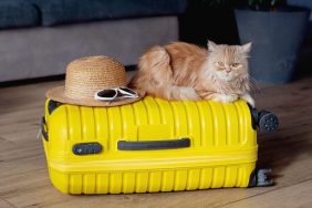 cat on suitcase travel-inspired cat names
