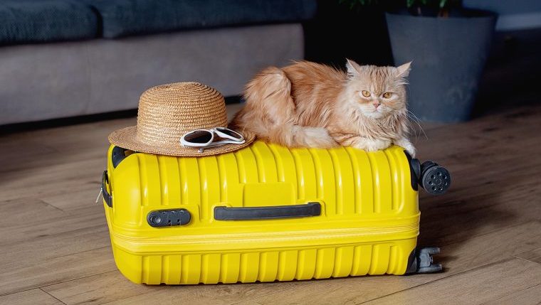 cat on suitcase travel-inspired cat names