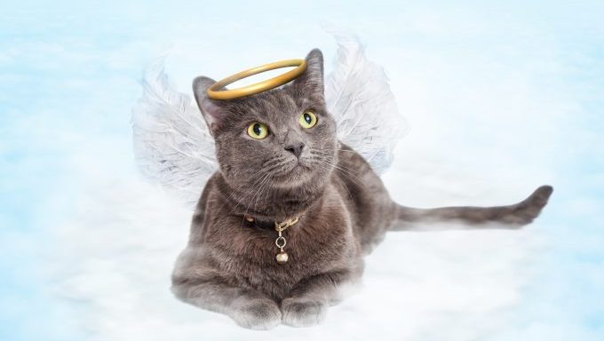 angel cat with wings divine cat names inspired by saints