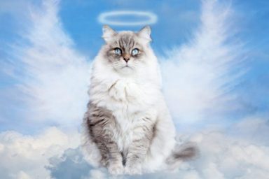 cat with halo and angel wings divine cat names inspired by saints