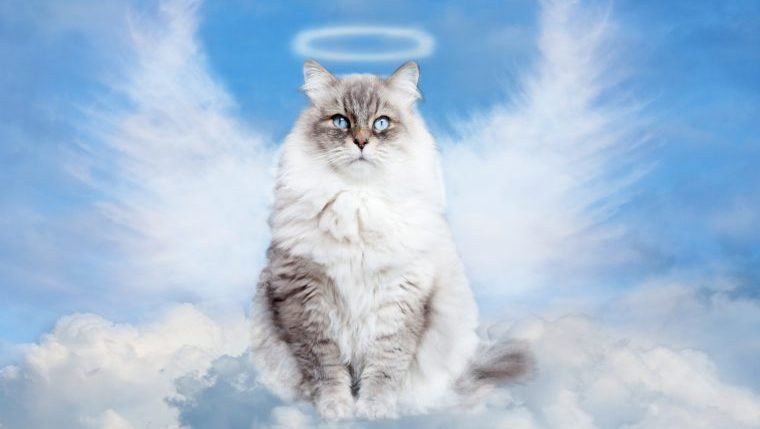 cat with halo and angel wings divine cat names inspired by saints