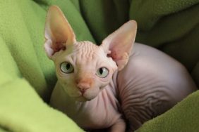 Sphynx cat Star Wars pet look-alike contest