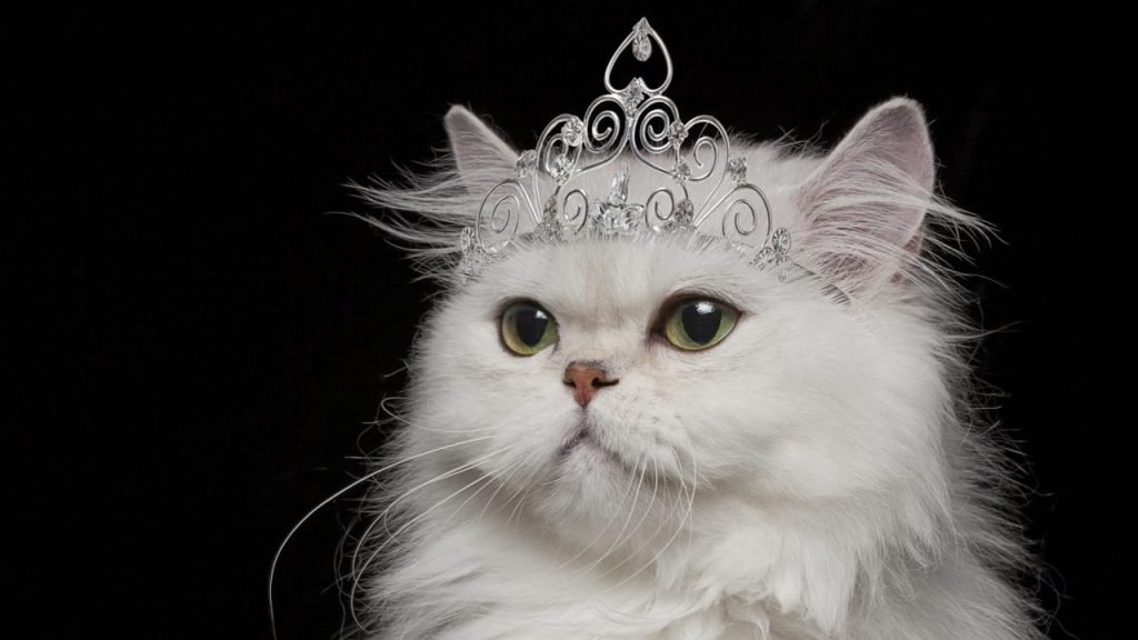 Persian cat wearing tiara; rich cats receive inheritance