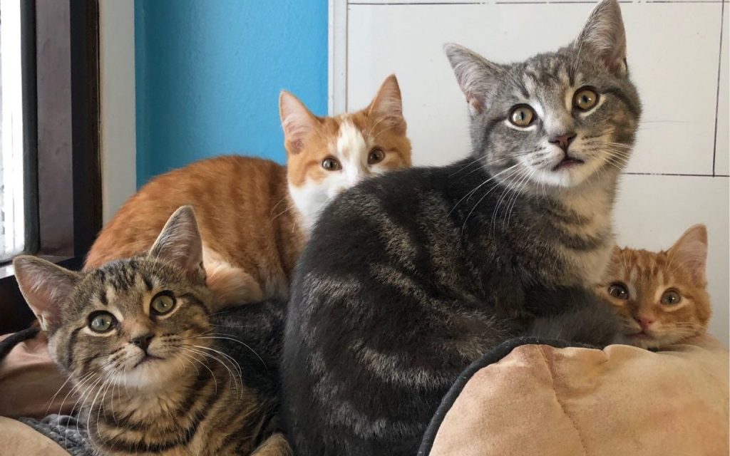 Four cats looking at camera as they sit in a home, making one ask what number of cats is too many felines.