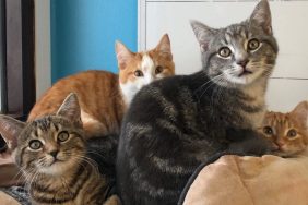 Four cats looking at camera as they sit in a home, making one ask what number of cats is too many felines.