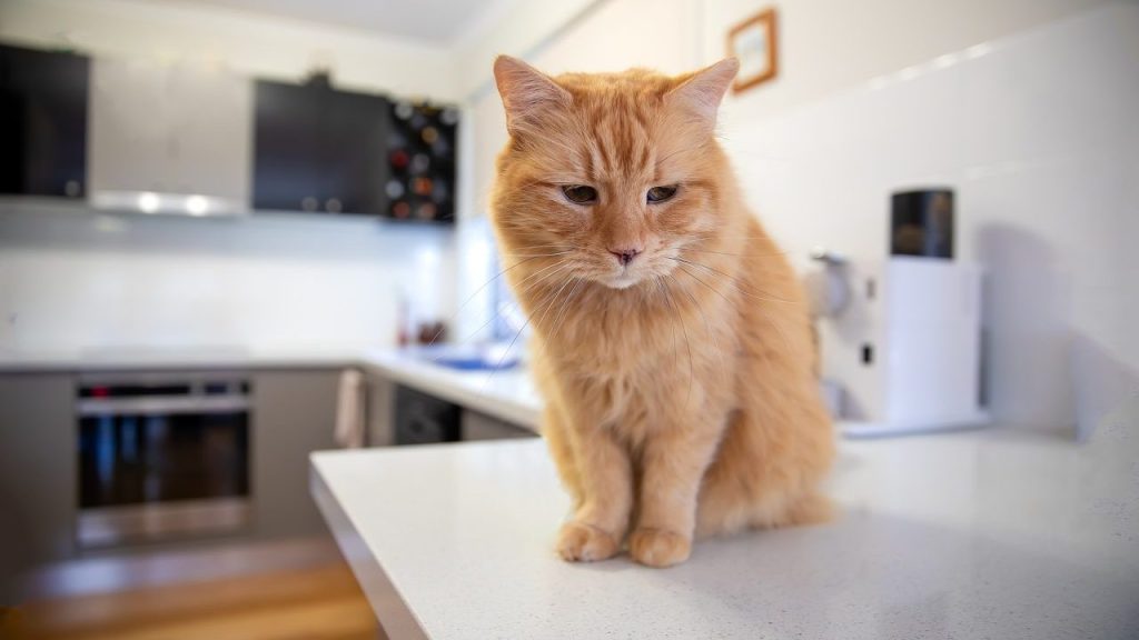 cat on countertop how to keep cats off kitchen countertops