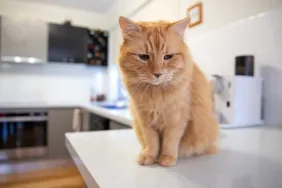 cat on countertop how to keep cats off kitchen countertops