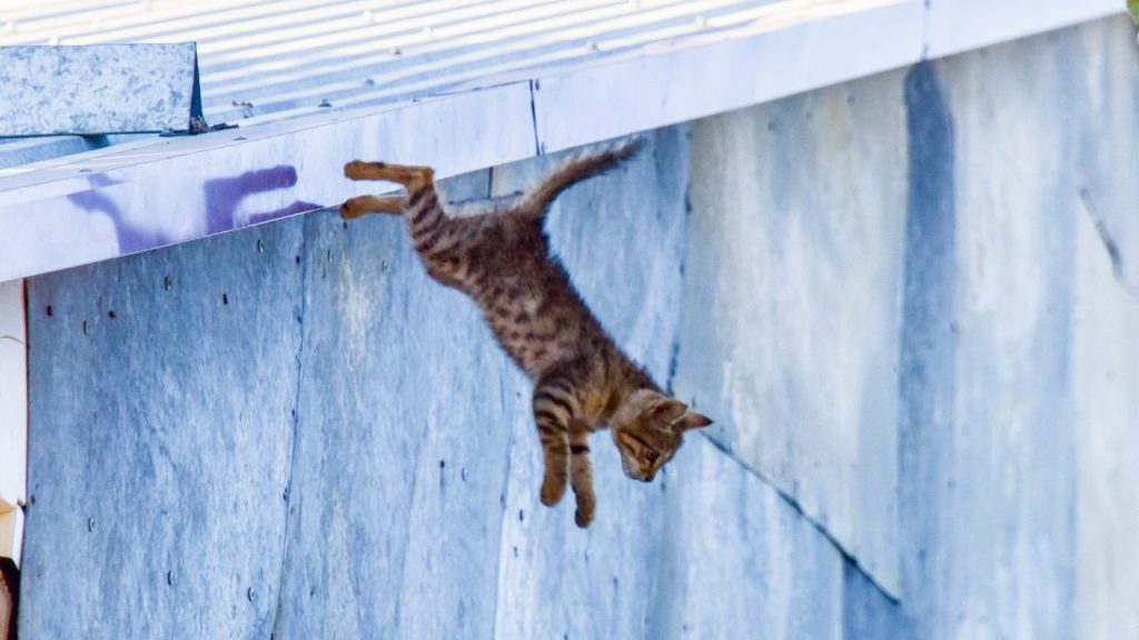cat falling from roof cat survives fall from deck