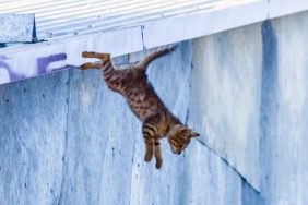 cat falling from roof cat survives fall from deck