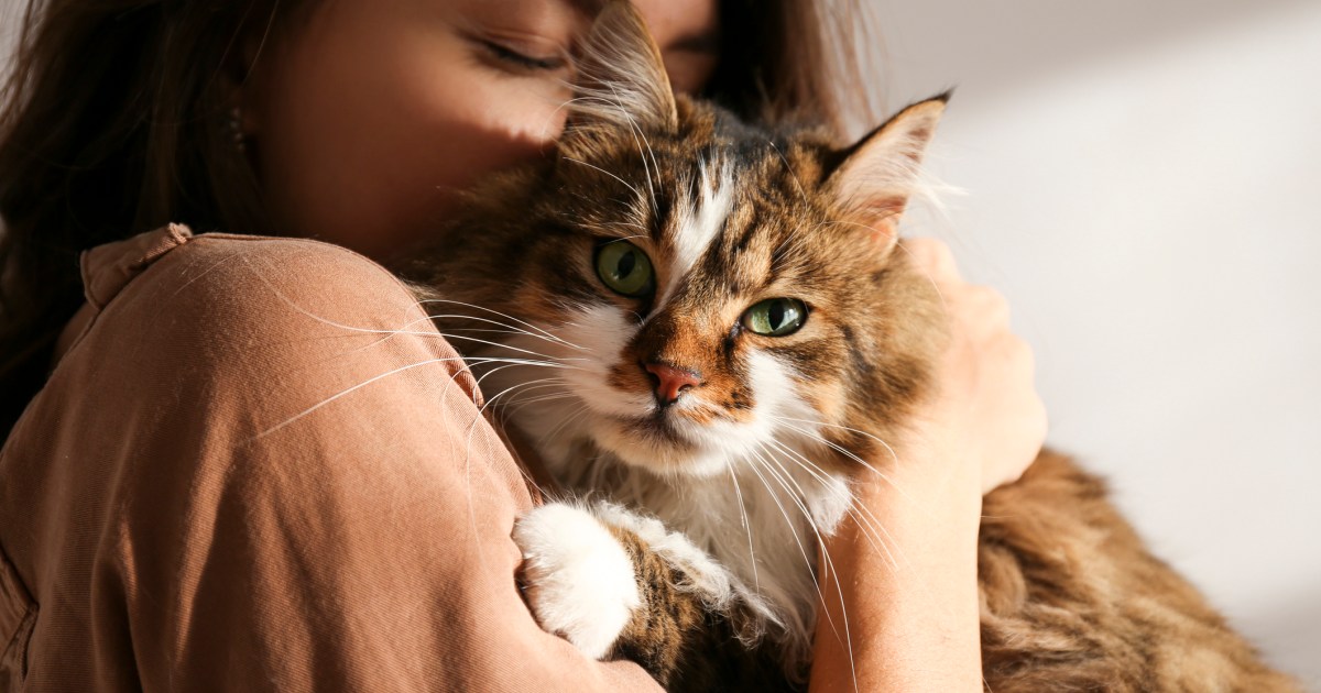 Tabby cat reunited with owners in California 12 years after