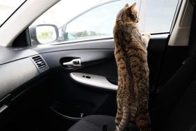 Wandering orange tabby cat jumps in strangers' cars and looks out car window.