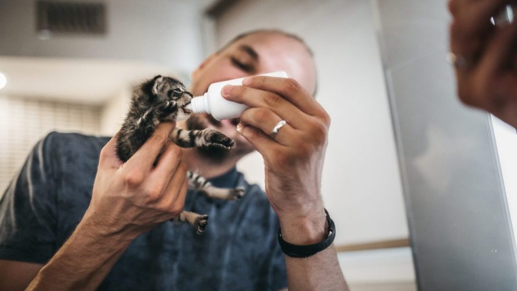 Rescuers Save Abandoned Kittens and nurse them back to health by bottle feeding and cleaning them.