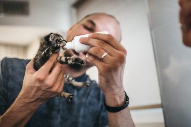 Rescuers Save Abandoned Kittens and nurse them back to health by bottle feeding and cleaning them.