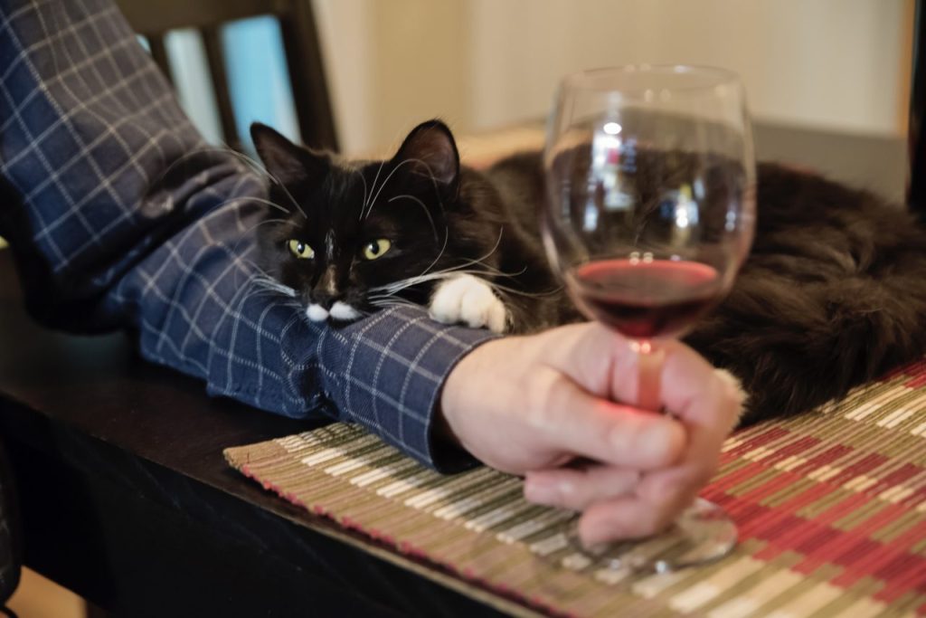 Long-haired tuxedo cat cuddling on the arm of a man drinking wine at a cat winery.