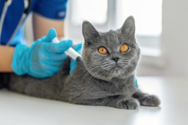 veterinarian giving cat an injection study tests birth control on cats
