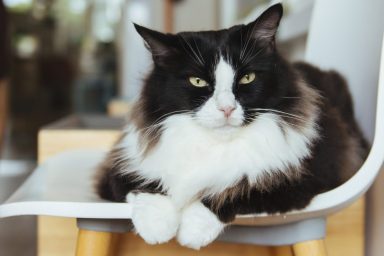 A long-haired black and white cat sitting on a white chair as if posing for a self-portrait.