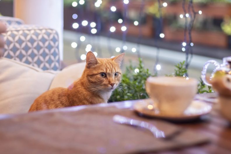 Orange cat looking at coffee cup on table as he sits in a booth at a cat cafe.