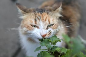 A cat chewing on and destroying plant wildlife.