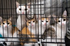 mother cat and kittens in cage cats recovered from hoarding