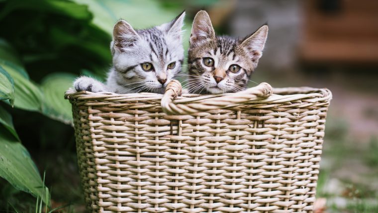 stray kittens in a basket