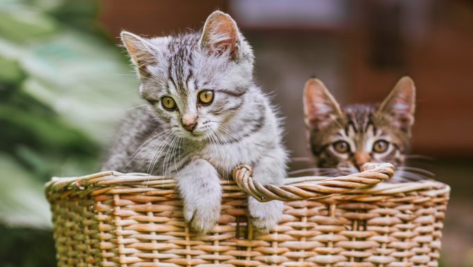 stray kittens in a basket