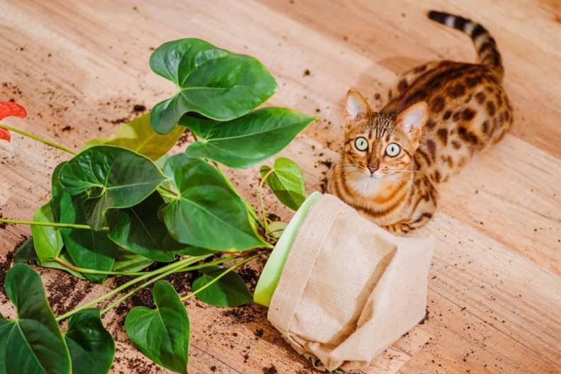 Bengal cat next to spilled flower pot. Cat has look of guilt or shame.