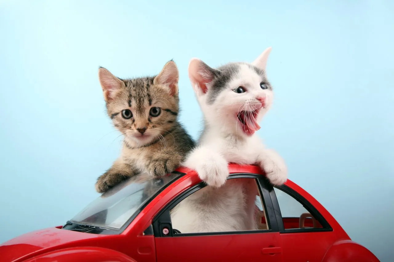 Rescue Organization s Ad Comparing Cats to Cars Goes Viral