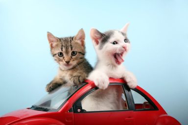 Two kittens poking out of a toy red car, needing cat rescue services to be adopted