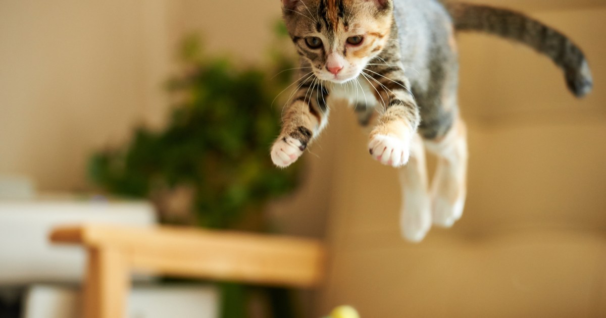 Why Does My Cat Pounce on Me?