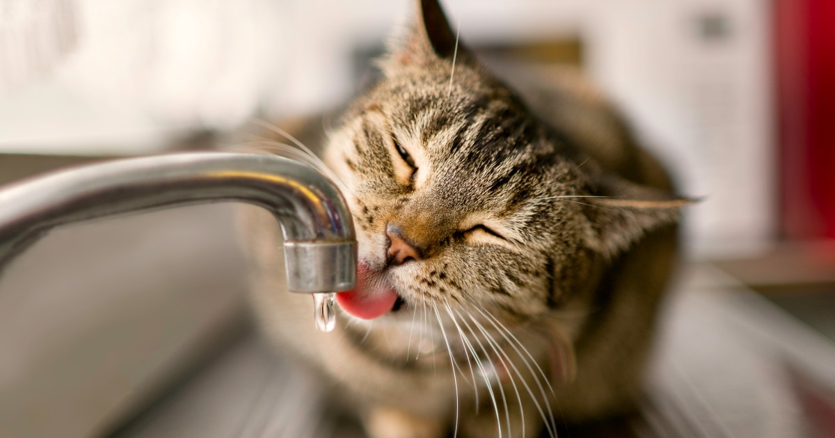 Why Does My Cat Drink From the Faucet?