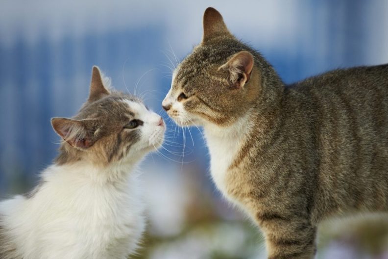 two cats sniffing each other ready for another cat