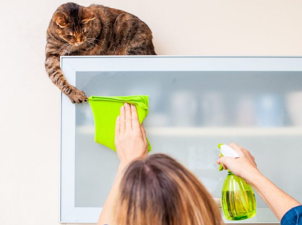 Tabby cat located above a woman who is trying to clean a surface with a rag that the cat is grabbing where the woman tries to spray cat with spray bottle.