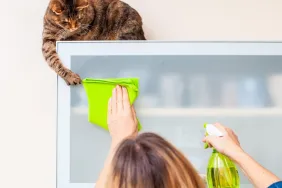 Tabby cat located above a woman who is trying to clean a surface with a rag that the cat is grabbing where the woman tries to spray cat with spray bottle.