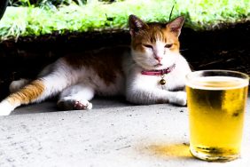 Calico cat relaxing by glass of beer at a brewery.