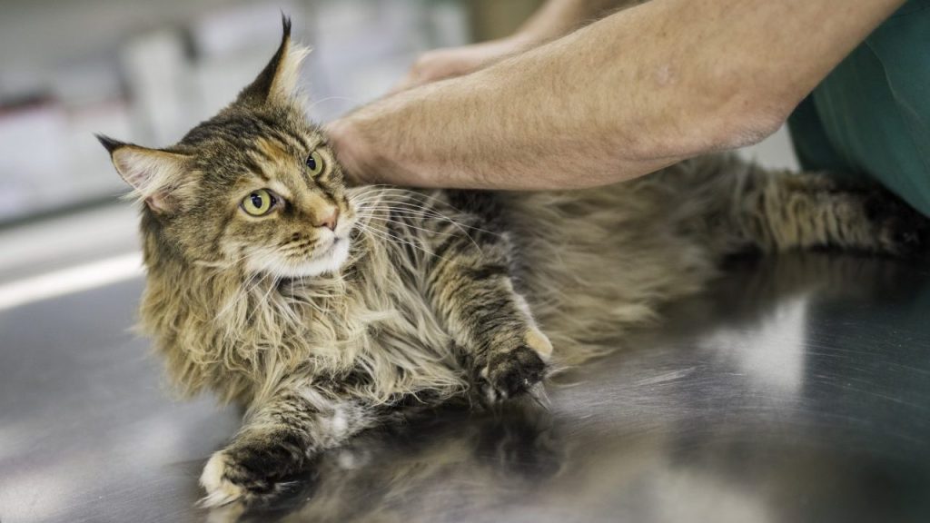 A long-haired tabby cat on an exam table receiving chiropractic care.