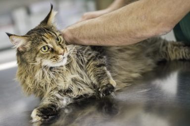 A long-haired tabby cat on an exam table receiving chiropractic care.