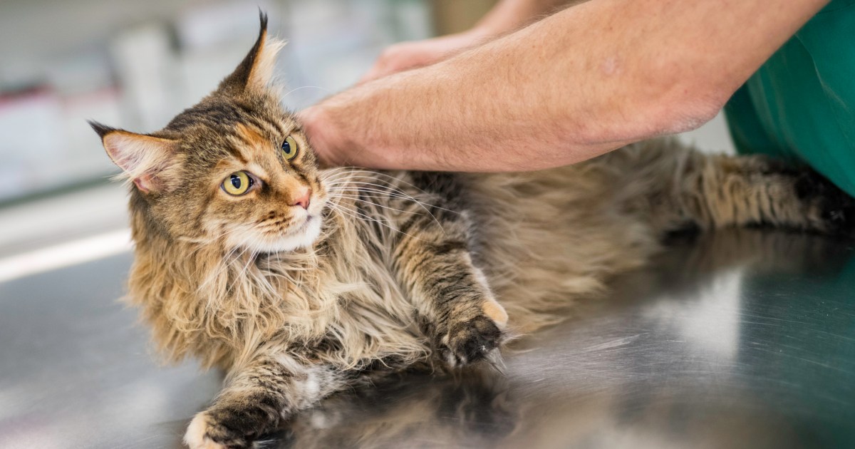 A Complete Guide to Chiropractic Care for Cats