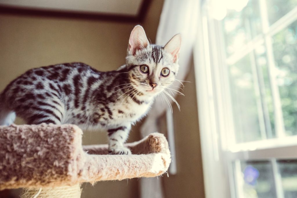 A Tabby kitten, a tripod cat, needing care sitting on a perch near a window